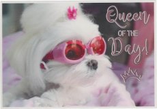Depesche 3D 15 3D wenskaart Queen of the day